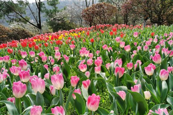 行地私藏着杭州最美春色4月来正适合AG真人网站杭州这2个颜值颇高的旅(图6)